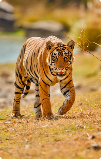 Wildlife Tours
